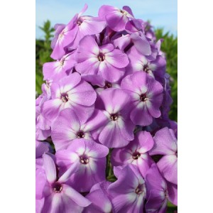Флокс Phlox Pixie Miracle Grace